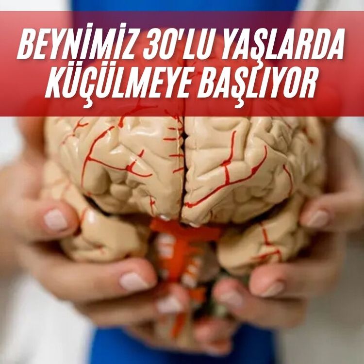Beynimiz 30'lu yaşlarda küçülmeye başlıyor