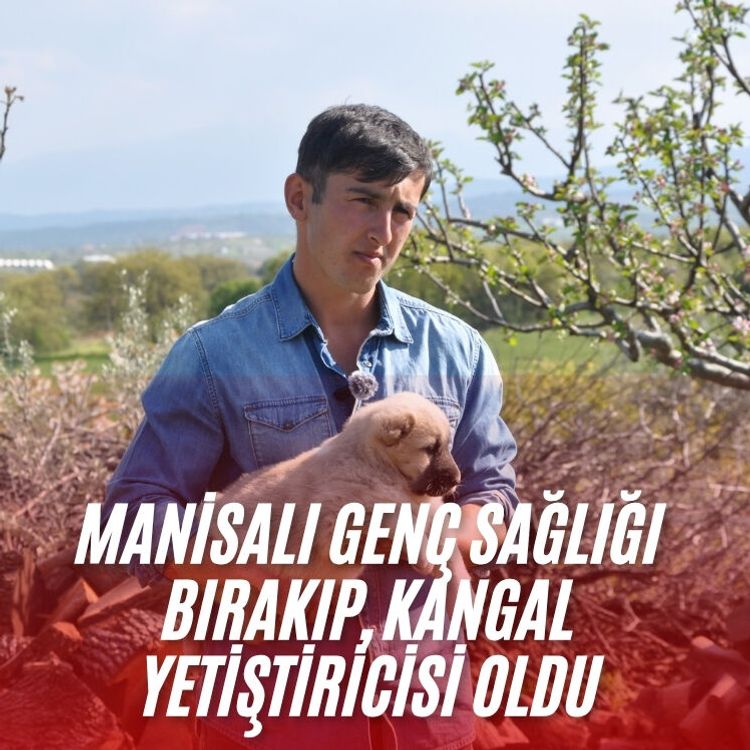 Manisalı genç sağlığı bırakıp, kangal yetiştiricisi oldu