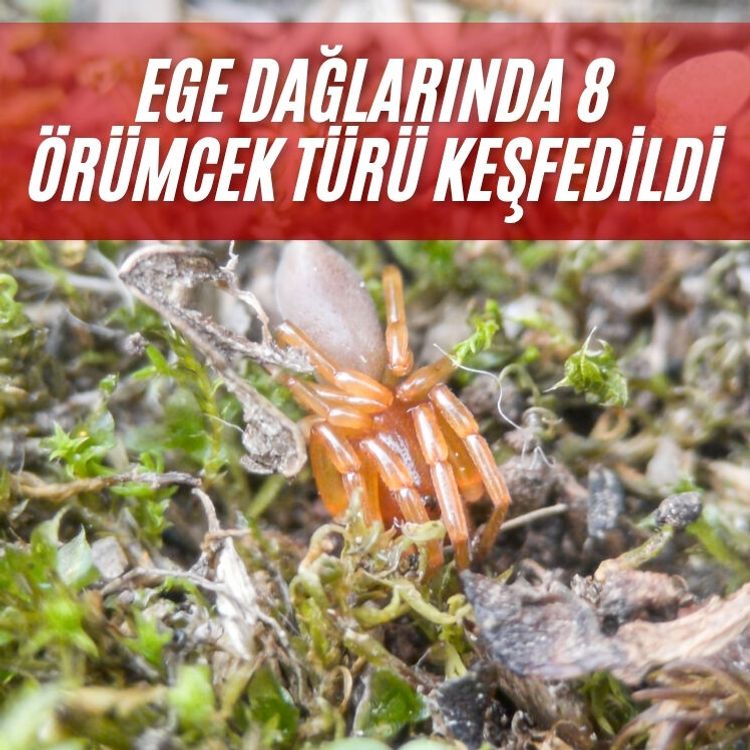 Ege dağlarında 8 örümcek türü keşfedildi