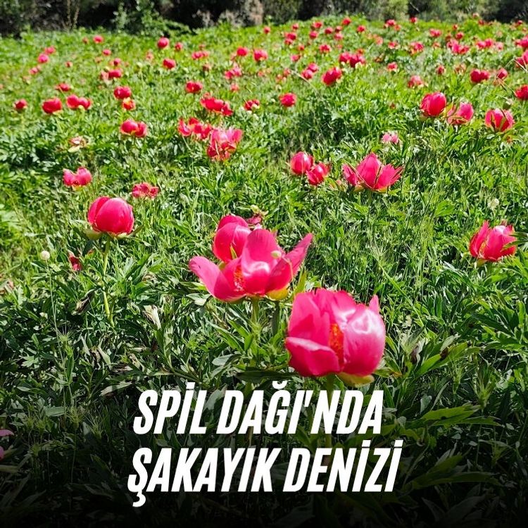 Spil Dağı'nda Şakayık denizi