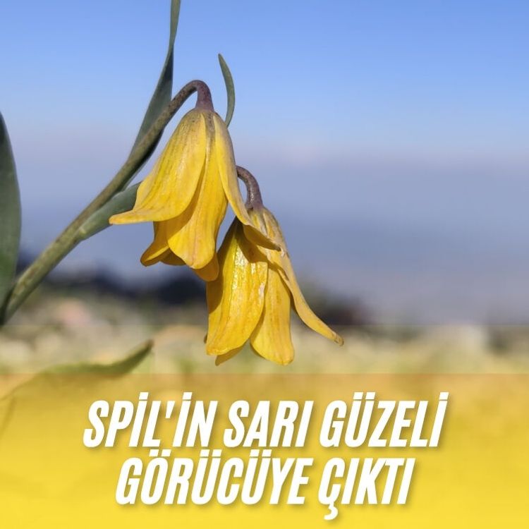 Spil'in sarı güzeli görücüye çıktı