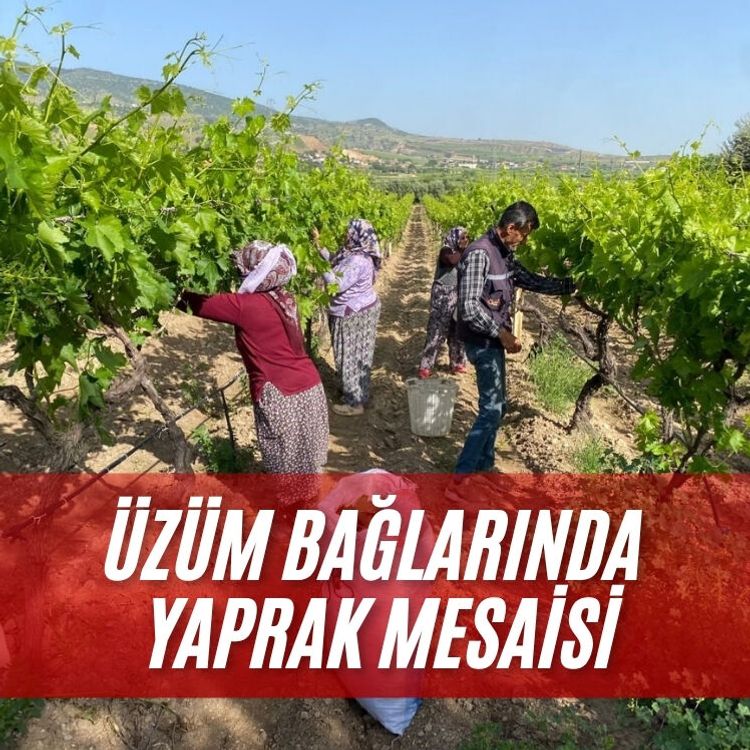 Üzüm bağlarında yaprak mesaisi