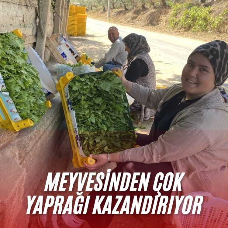 Meyvesinden çok yaprağı kazandırıyor