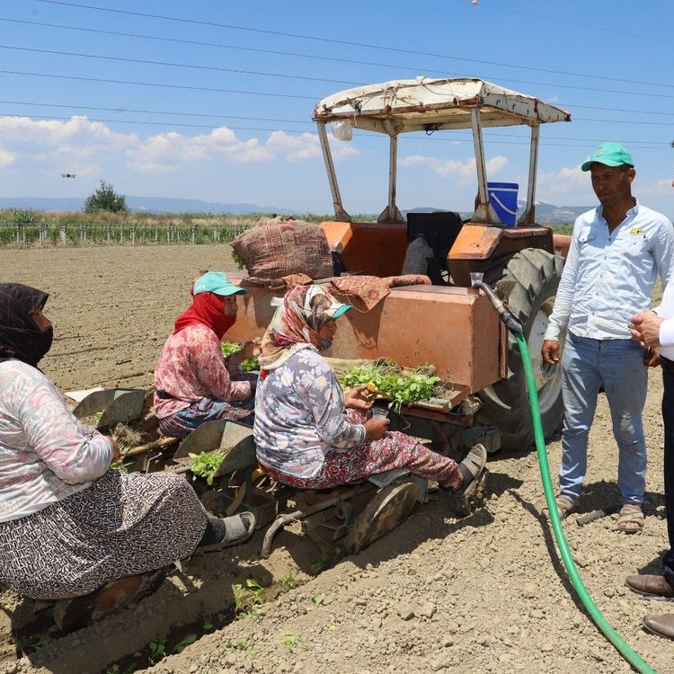 Saruhanlı’da tütün mesaisi başladı