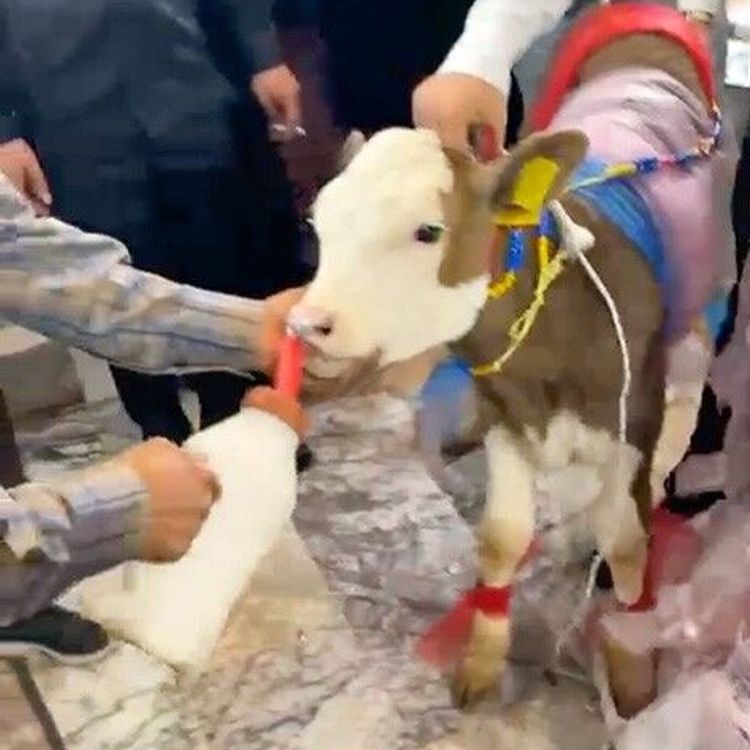 Takı diye buzağı taktılar