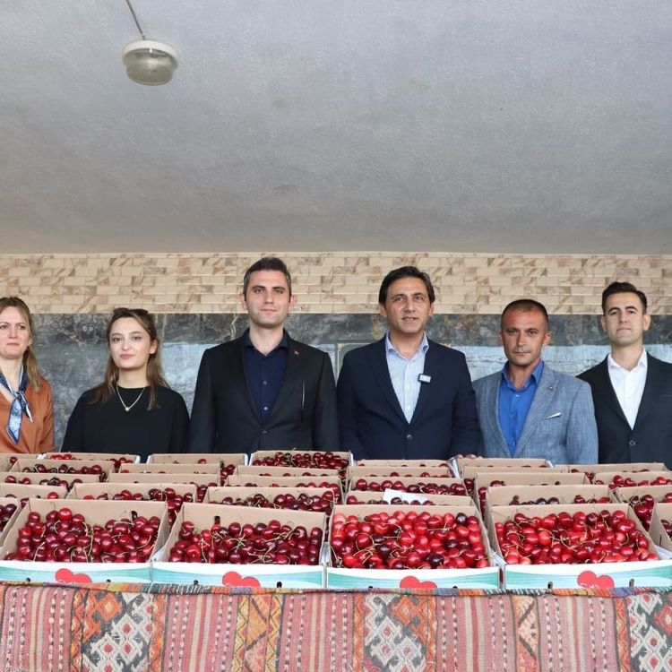Selendi'de kirazın en iyisi seçildi