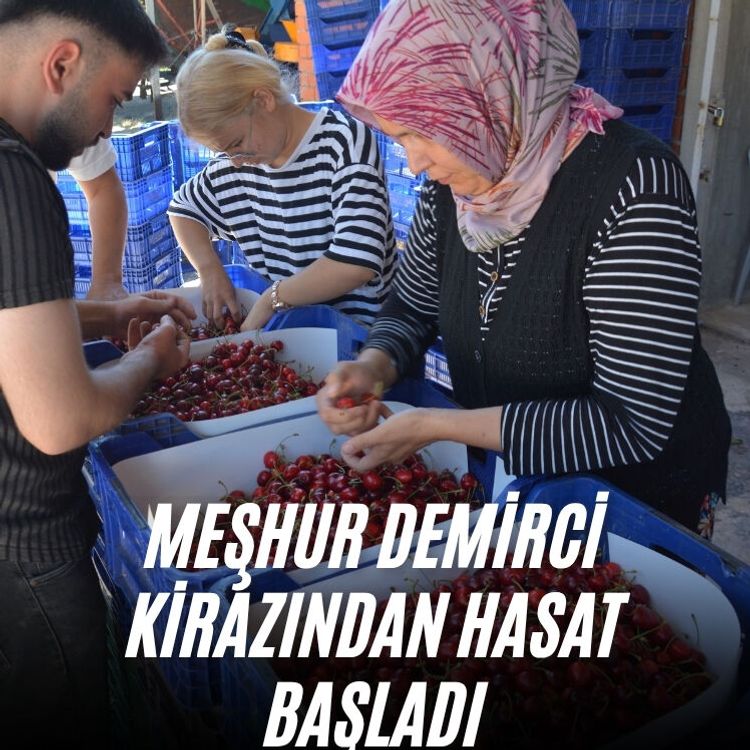 Meşhur Demirci kirazından hasat başladı