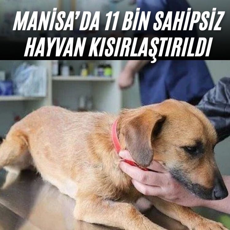Manisa’da 11 bin sahipsiz hayvan kısırlaştırıldı