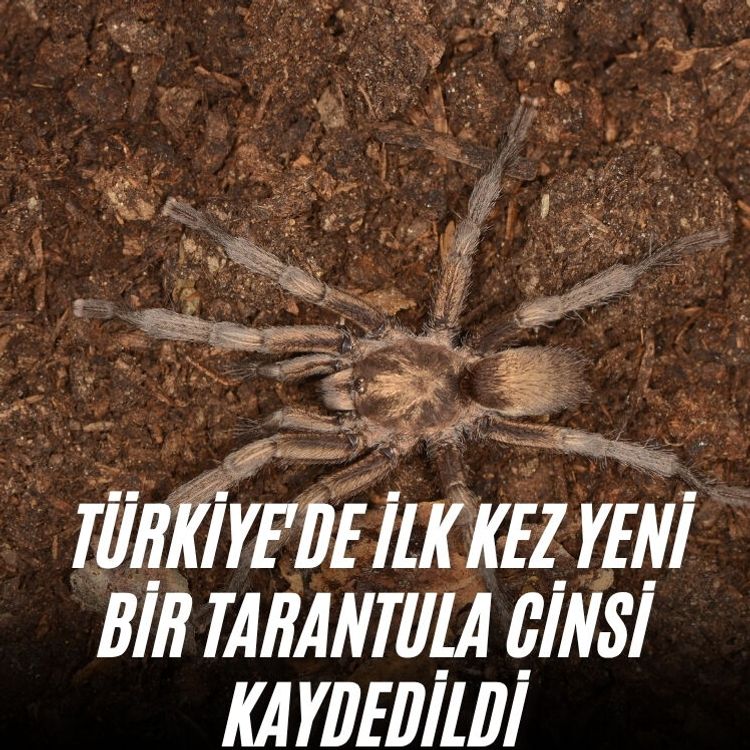 Türkiye'de ilk kez yeni bir tarantula cinsi kaydedildi