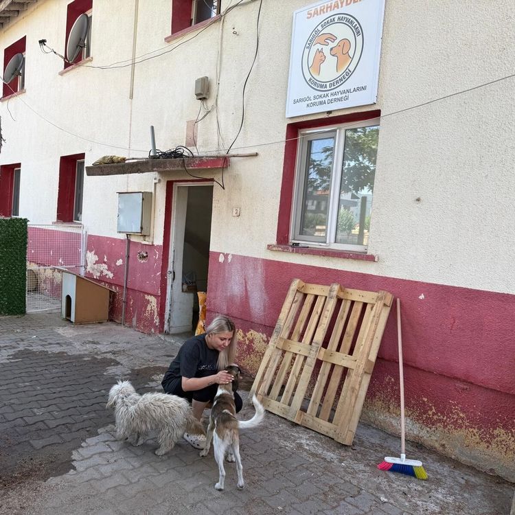 Sarıgöl'de sahipsiz hayvanlara umut oluyorlar