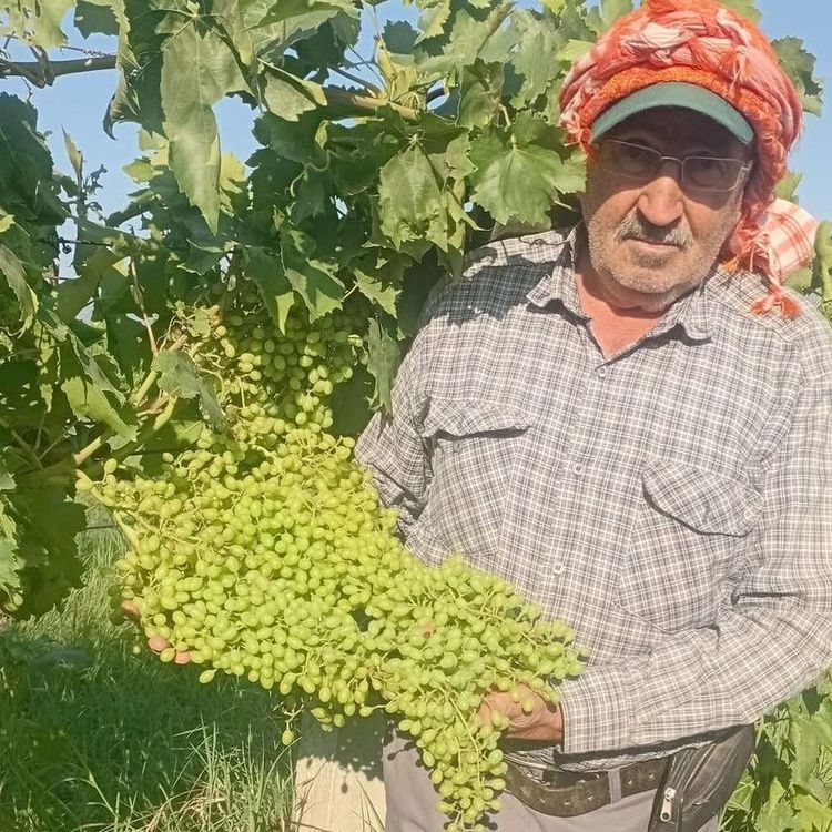 Sarıgöl'de dev salkımlar ihracat yolunda
