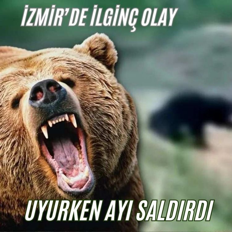 İzmir’de ayı saldırısına uğrayan yaşlı adam hayatını kaybetti