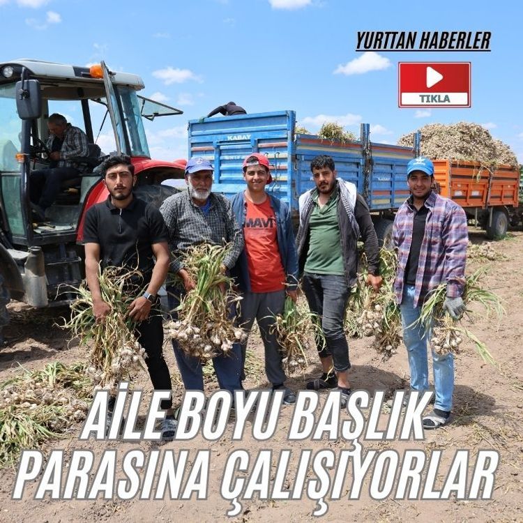 Sevdiğiyle evlenmek için tarlada başlık parasına çalışıyor
