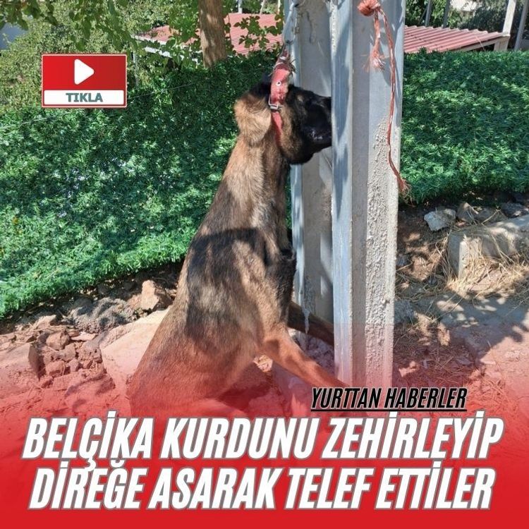 Belçika kurdunu zehirleyip direğe asarak telef ettiler