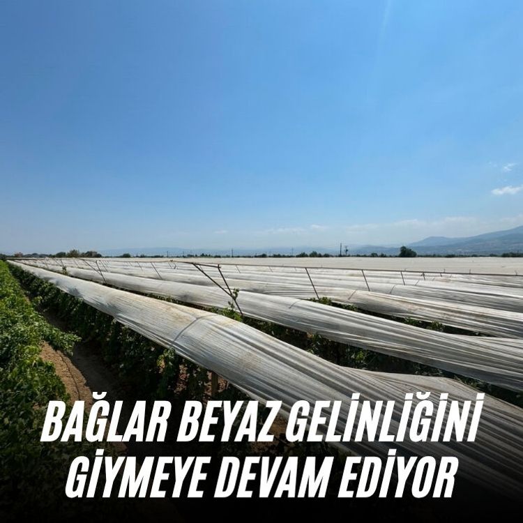 Bağlar beyaz gelinliğini giymeye devam ediyor