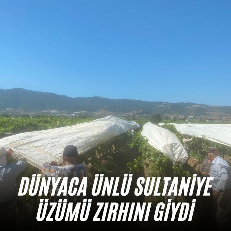 Dünyaca ünlü Sultaniye üzümü zırhını giydi