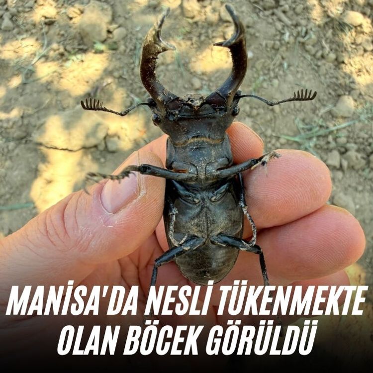 Manisa'da nesli tükenmekte olan böcek görüldü