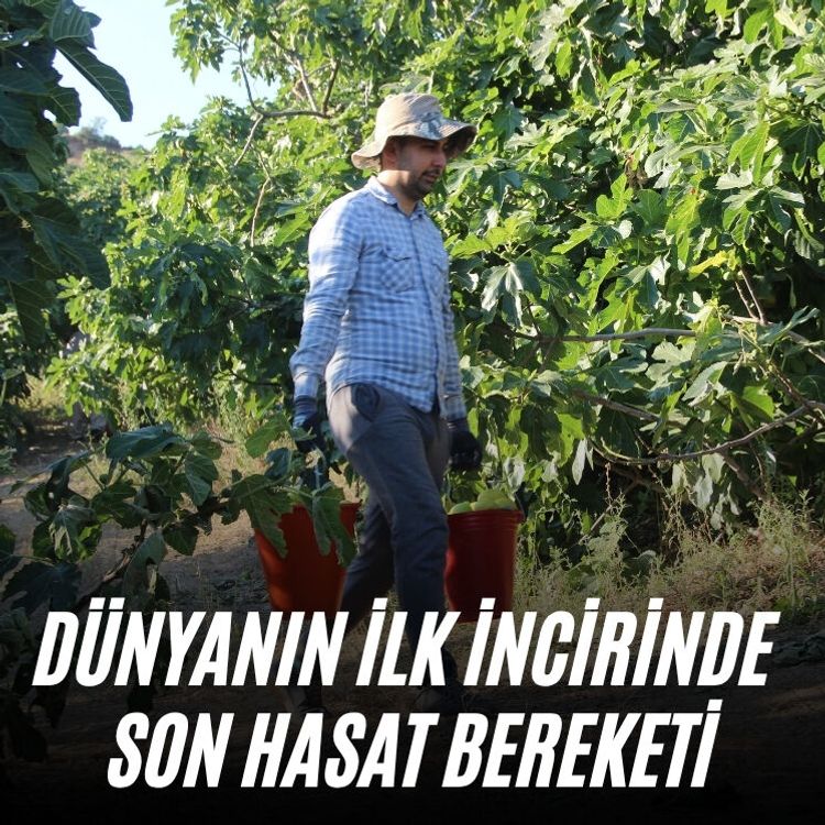 Dünyanın ilk incirinde son hasat bereketi