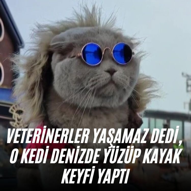 Veterinerler yaşamaz dedi, O kedi denizde yüzüp kayak keyfi yaptı