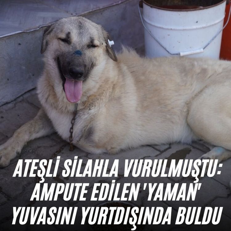 Ateşli silahla vurulmuştu: Ampute edilen 'Yaman' yuvasını yurtdışında buldu