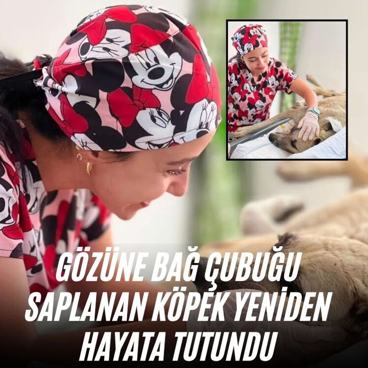 Gözüne bağ çubuğu saplanan köpek yeniden hayata tutundu