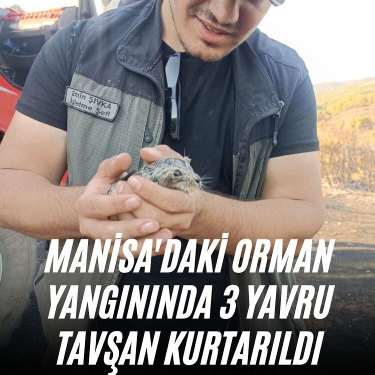 Manisa'daki orman yangınında 3 yavru tavşan kurtarıldı