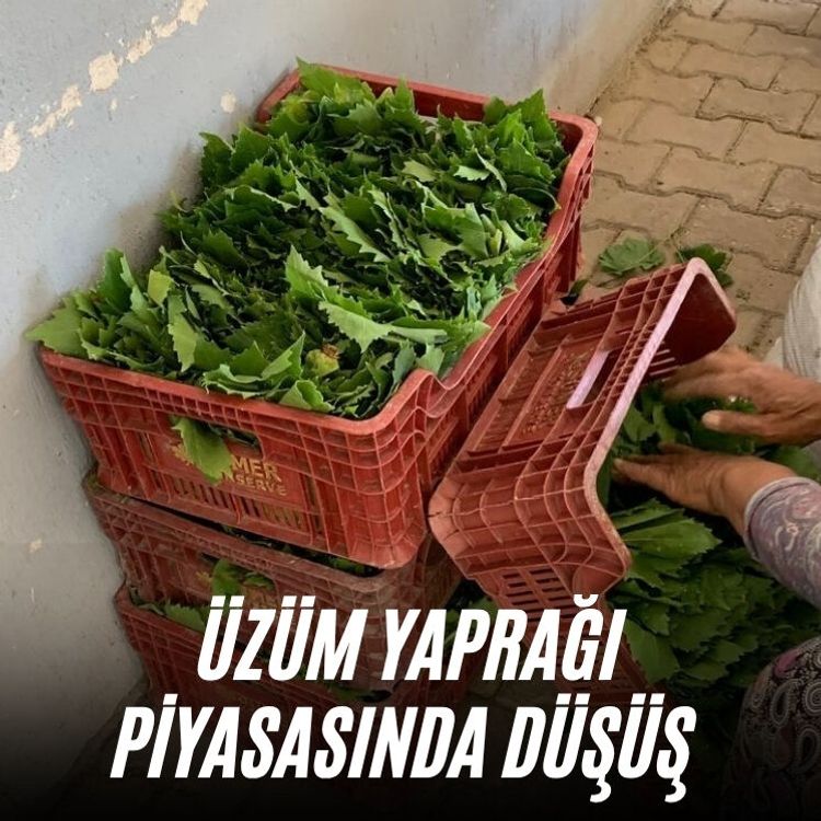Üzüm yaprağı piyasasında düşüş