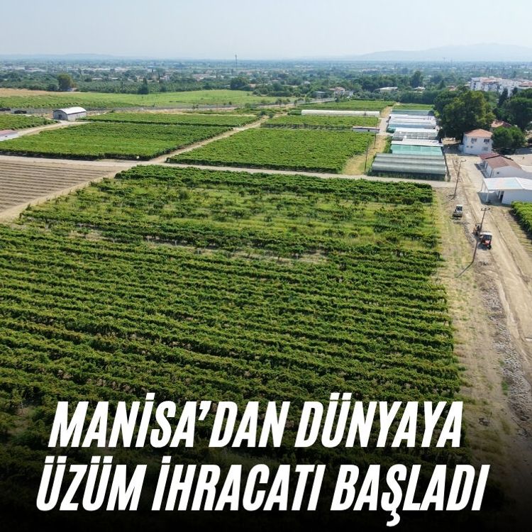 Manisa’dan dünyaya üzüm ihracatı başladı
