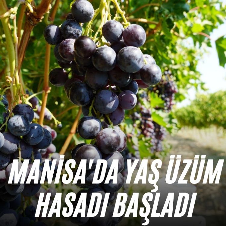 Manisa'da yaş üzüm hasadı başladı