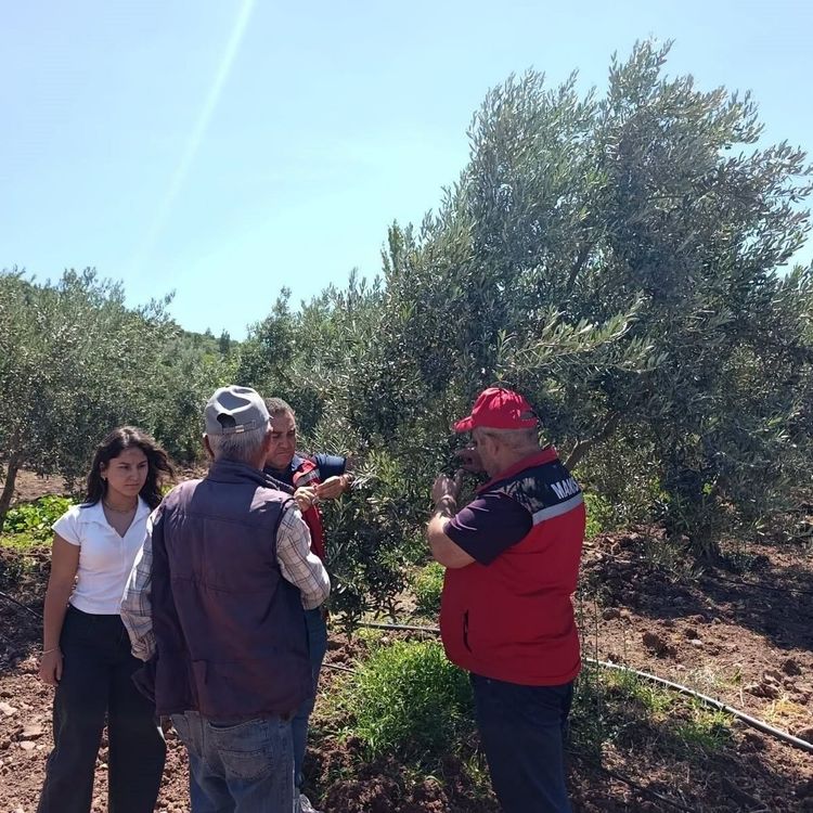 Akhisar'da zeytin üreticilerine hastalık ve zararlı uyarısı