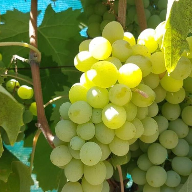 Salihli'de salkım güvesi uyarısı