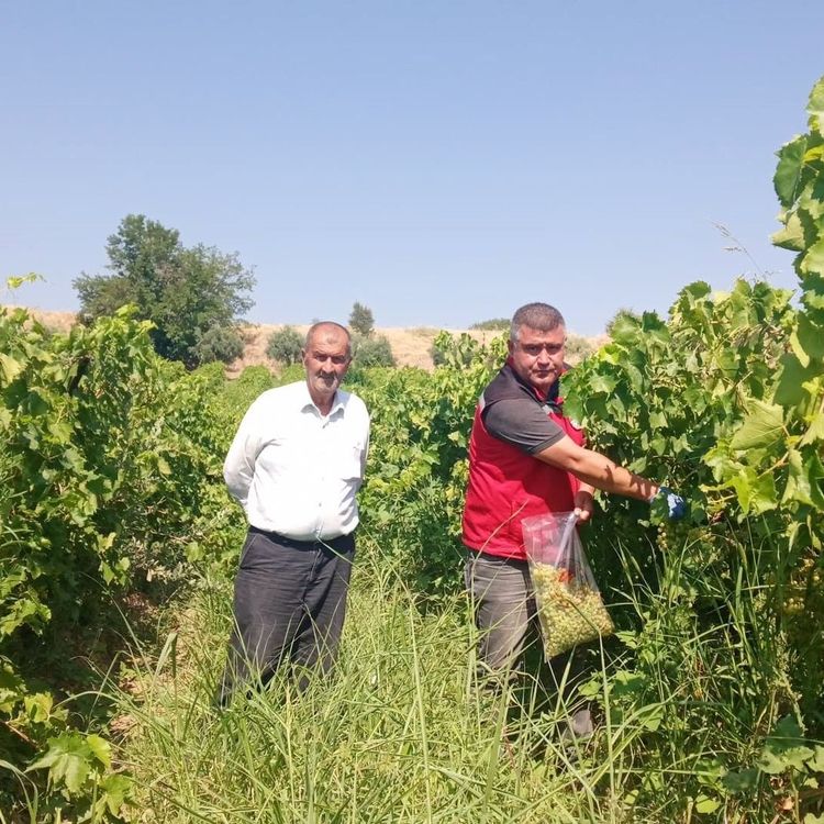 Manisa'da üzüm bağlarında hasat öncesi pestisit denetimi
