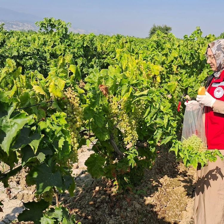 Üzüm bağlarında hasat öncesi pestisit denetimi