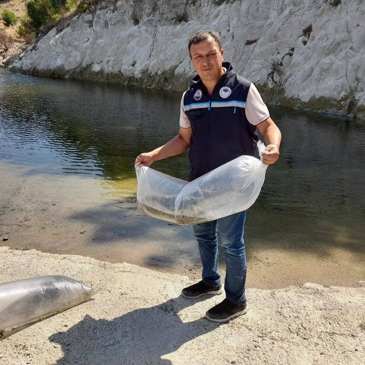 Soma’da baraj ve göletlere 250 bin yavru sazan bırakıldı