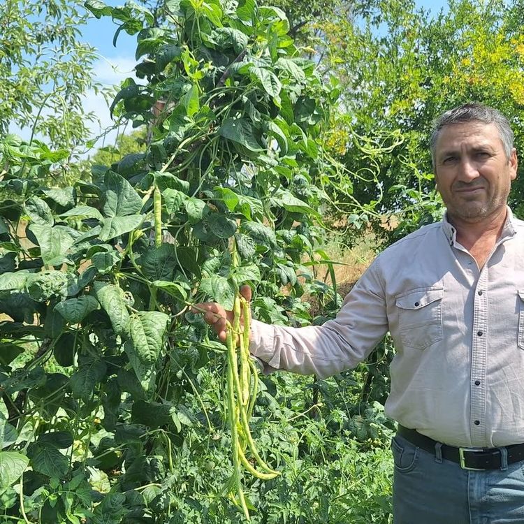 Börülce üreticisinin yüzü gülüyor