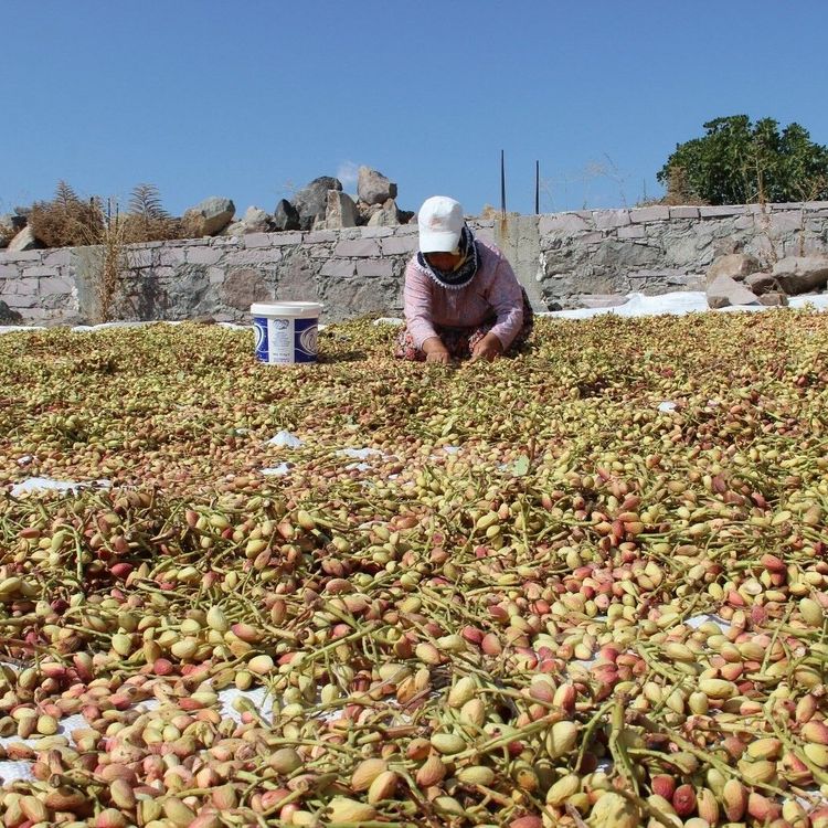 Yuntdağı fıstığı için hasat şenliği düzenlenecek