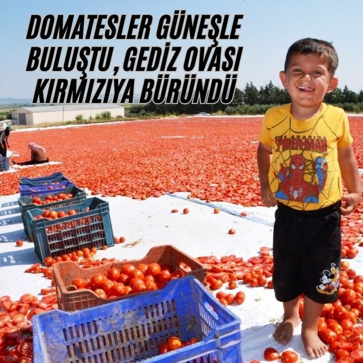 Domatesler güneşle buluştu, Gediz Ovası kırmızıya büründü