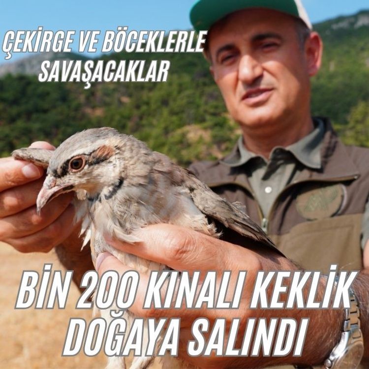 Manisa'da doğaya bin 200 kınalı keklik salındı