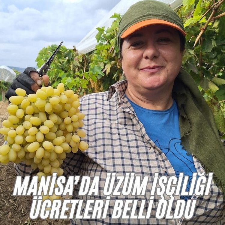 Manisa’da üzüm işçiliği ücretleri belli oldu