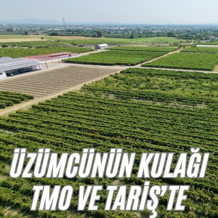 Üzümcünün kulağı TMO ve TARİŞ’te