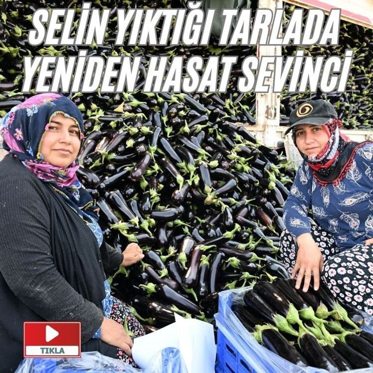 Selin yıktığı tarlada yeniden hasat sevinci