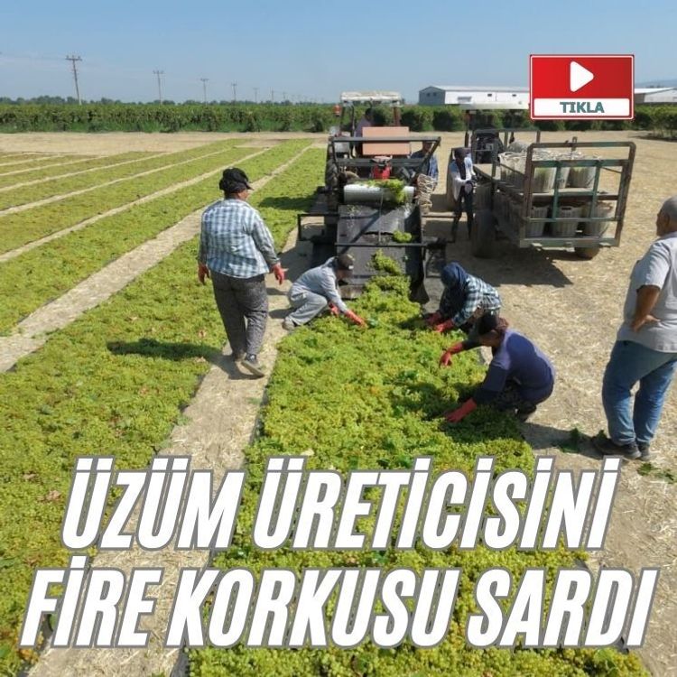 Üzüm üreticisini fire korkusu sardı
