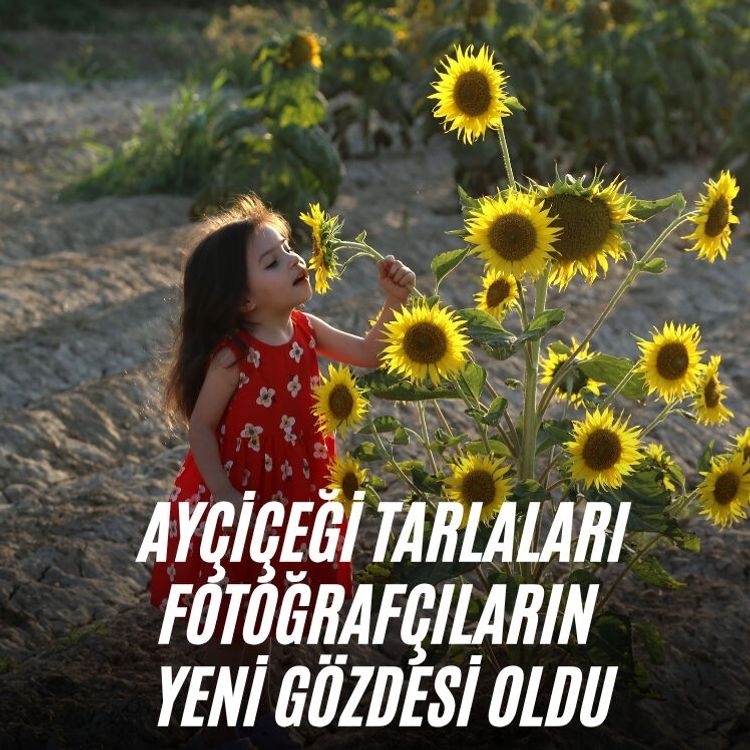 Ayçiçeği tarlaları fotoğrafçıların yeni gözdesi oldu