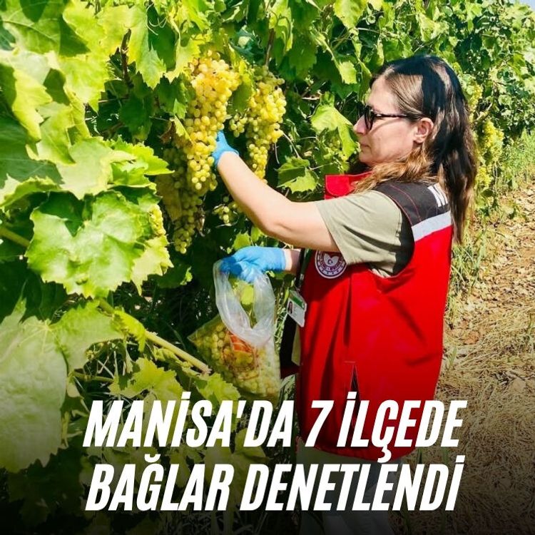 Manisa'da 7 ilçede bağlar denetlendi