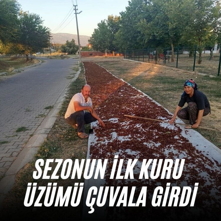 Sezonun ilk kuru üzümü çuvala girdi