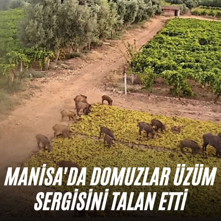 Manisa'da domuzlar üzüm sergisini talan etti