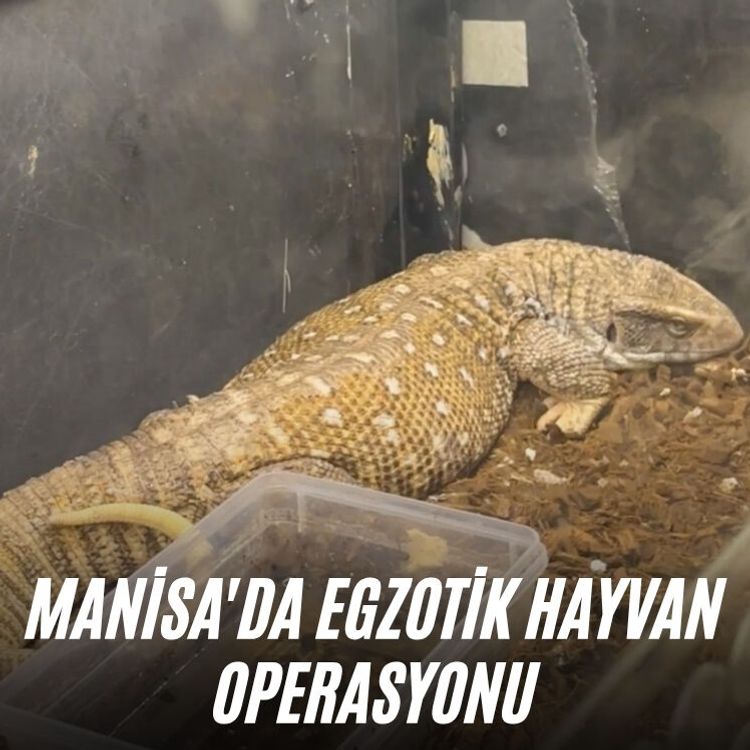 Manisa'da egzotik hayvan operasyonu