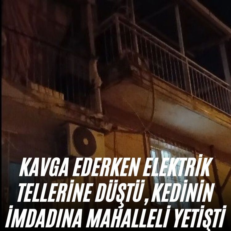 Kavga ederken elektrik tellerine düştü, kedinin imdadına mahalleli yetişti