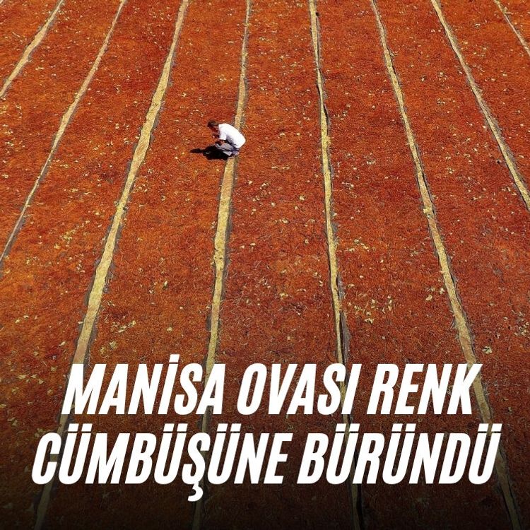Manisa Ovası renk cümbüşüne büründü
