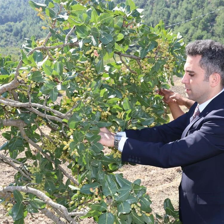 Selendi'nin 'Yeşil Altın'ın da hasat başladı